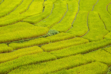 Green Terraced Rice Field in Mae La Noi, Maehongson Province, Thailand