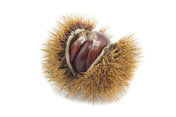 Riccio di castagne