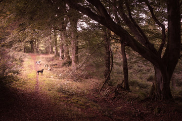 Vintage photo of tree lined lane in autumn or fall