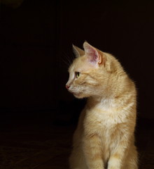 Fototapeta na wymiar ginger cat turned away