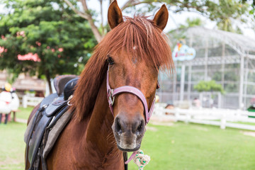 Fototapeta premium Horse live in the farm