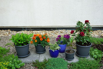 Fototapeta na wymiar Urban Gardening Urbaner Gartenbau 1