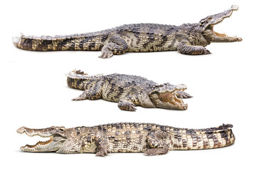 Crocodile isolé