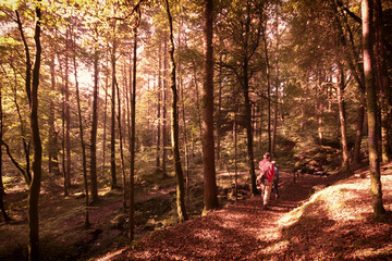 Woods in autumn
