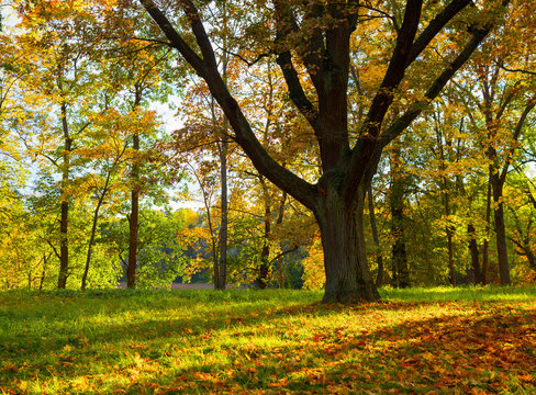 Oak tree in fall. © pavel_812