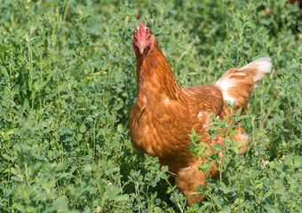 Red sex link chickens