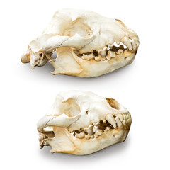 Hyena skull isolated