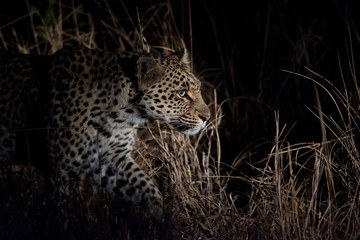 Naklejka premium Leopard at night