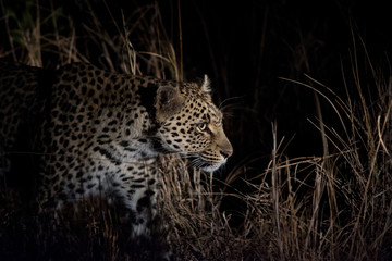 Leopard at night