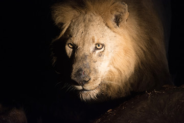 Obraz na płótnie Canvas Lion at night