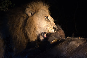Lion at night