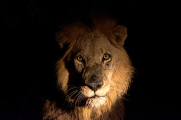Fototapeta na wymiar Lion at night