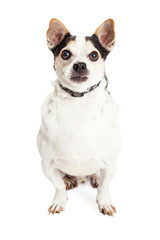 Attentive White and Black Chihuahua Crossbreed Dog