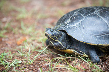Turtle laying its eggs in a hole in Florida