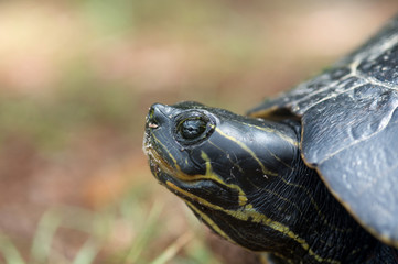 Fototapeta premium Turtle laying its eggs in a hole in Florida