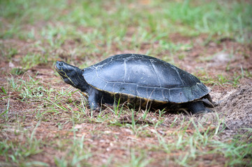 Turtle laying its eggs in a hole in Florida