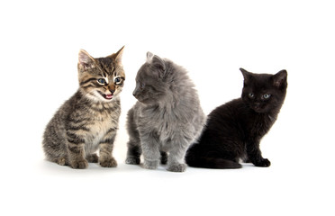 Obraz premium Three cute kittens