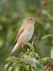 Obraz premium Common Chiffchaff (Phylloscopus collybita)