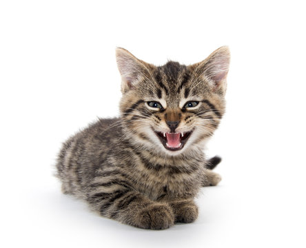 Cute tabby kitten crying on white