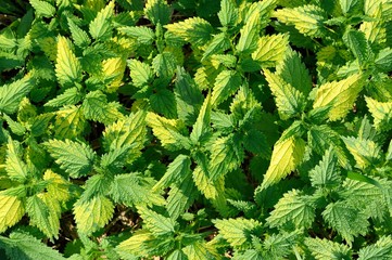 Wild green nettles in bright light above view