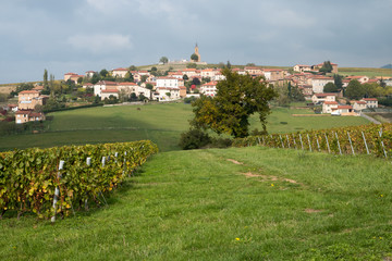 Les vignes à l ' automne , Beaujolais , rhône
