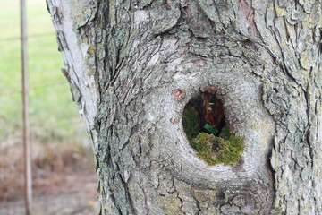 Knot Hole in Tree