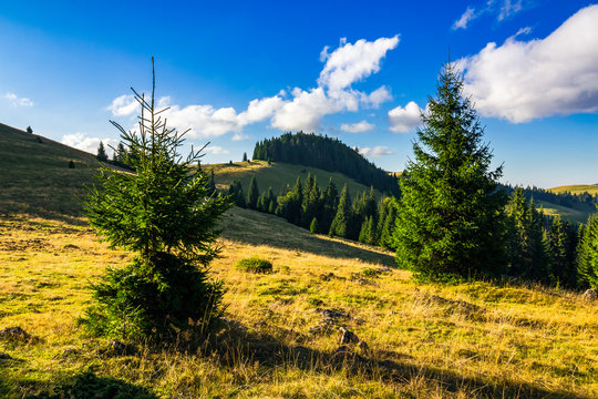 Fototapeta conifer forest  in mountains at sunrise