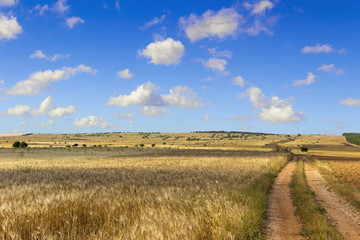 SUMMER.Alta Murgia Nationa Park: field of wheat. - (Apulia) ITALY-It is a limestone plateau,with wide fields and rocky outcrops,grassland characterized by sheep paths,bushes of lentiscus plant.