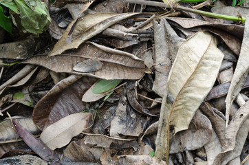 Dry leaf