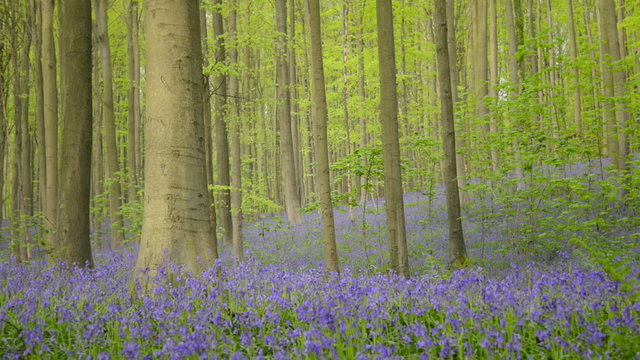 Bluebell flowers in a Beech forest during an early spring morning.