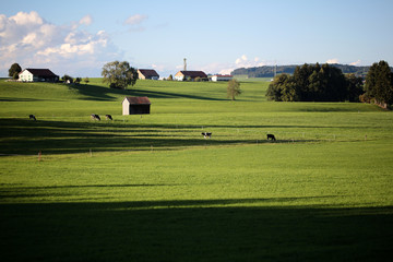 Fototapeta na wymiar Country landscape with cows and farm
