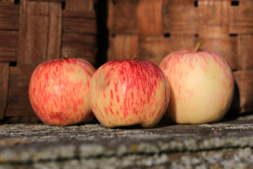 apples on a wooden bench old retro vintage rustic style summer autumn