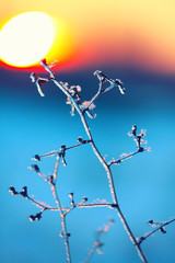 frozen plant at sunset