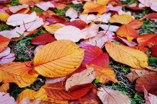 Carpet of colorful red and yellow leaves in the fall



