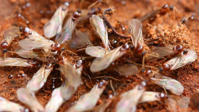 Nuptial flight is an important phase in the reproduction of most ants and termites. 