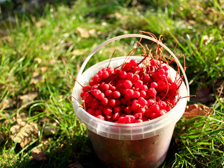 red ripe schisandra in the bucket