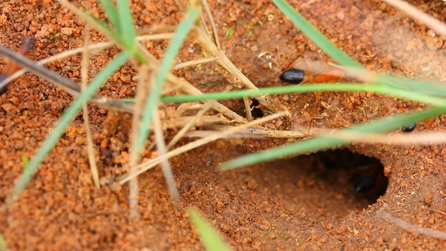 Worker ants entering ants nest