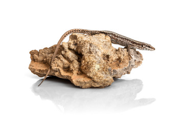 The lizard on the stone - side view isolated on white