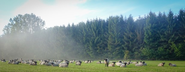 Schafe auf einer Weide im Morgennebel