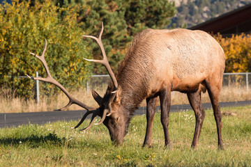 Naklejka na ściany i meble Bull Elk in Urban Environment
