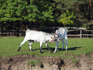 Two young goats play on to the green meadow