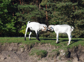 Obraz na płótnie Canvas Two young goats play on to the green meadow