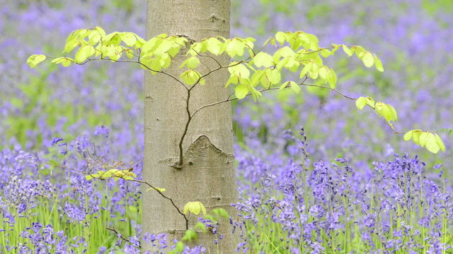 Bluebell flowers in a Beech forest during an early spring morning.