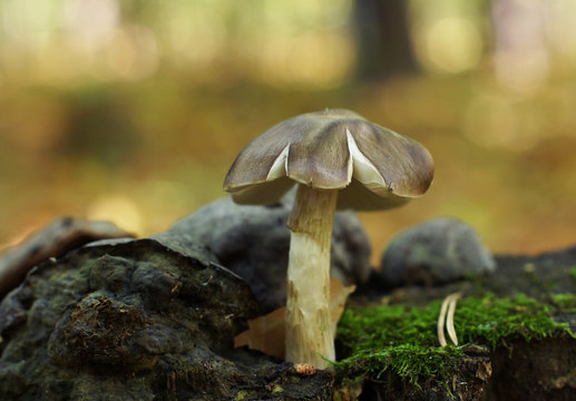 Brown mushroom in the woods.