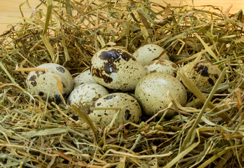 Quail eggs in hay