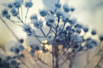 Frozen meadow plant