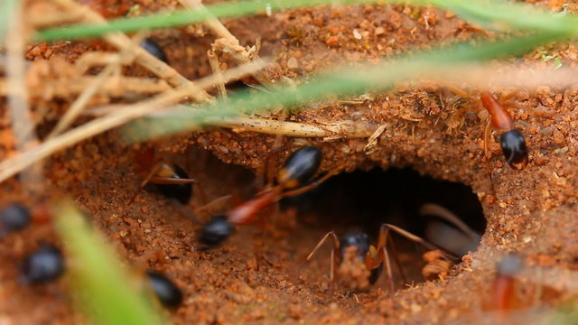 Worker ants entering ants nest