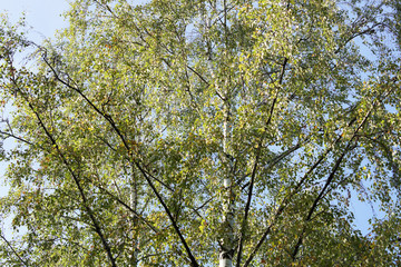The leaves on the tree. Bottom view.