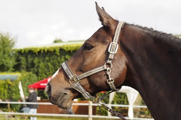 Fototapeta premium Pferd Portrait