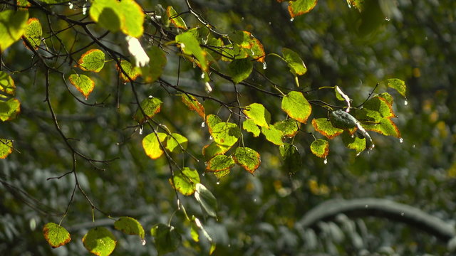 melted snow jn the leaves